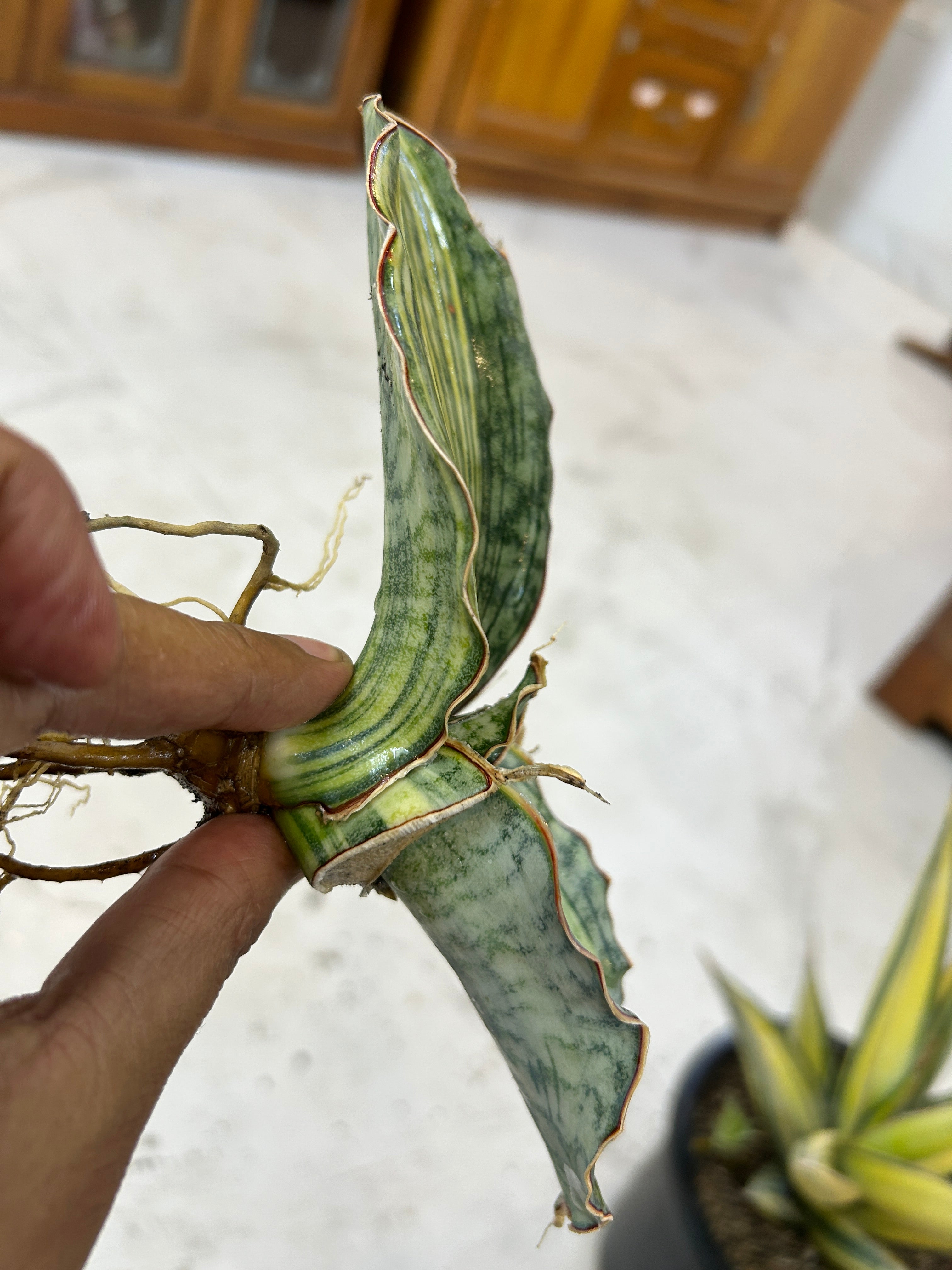 Sansevieria KIRKII SILVER BLUE VARIEGATED