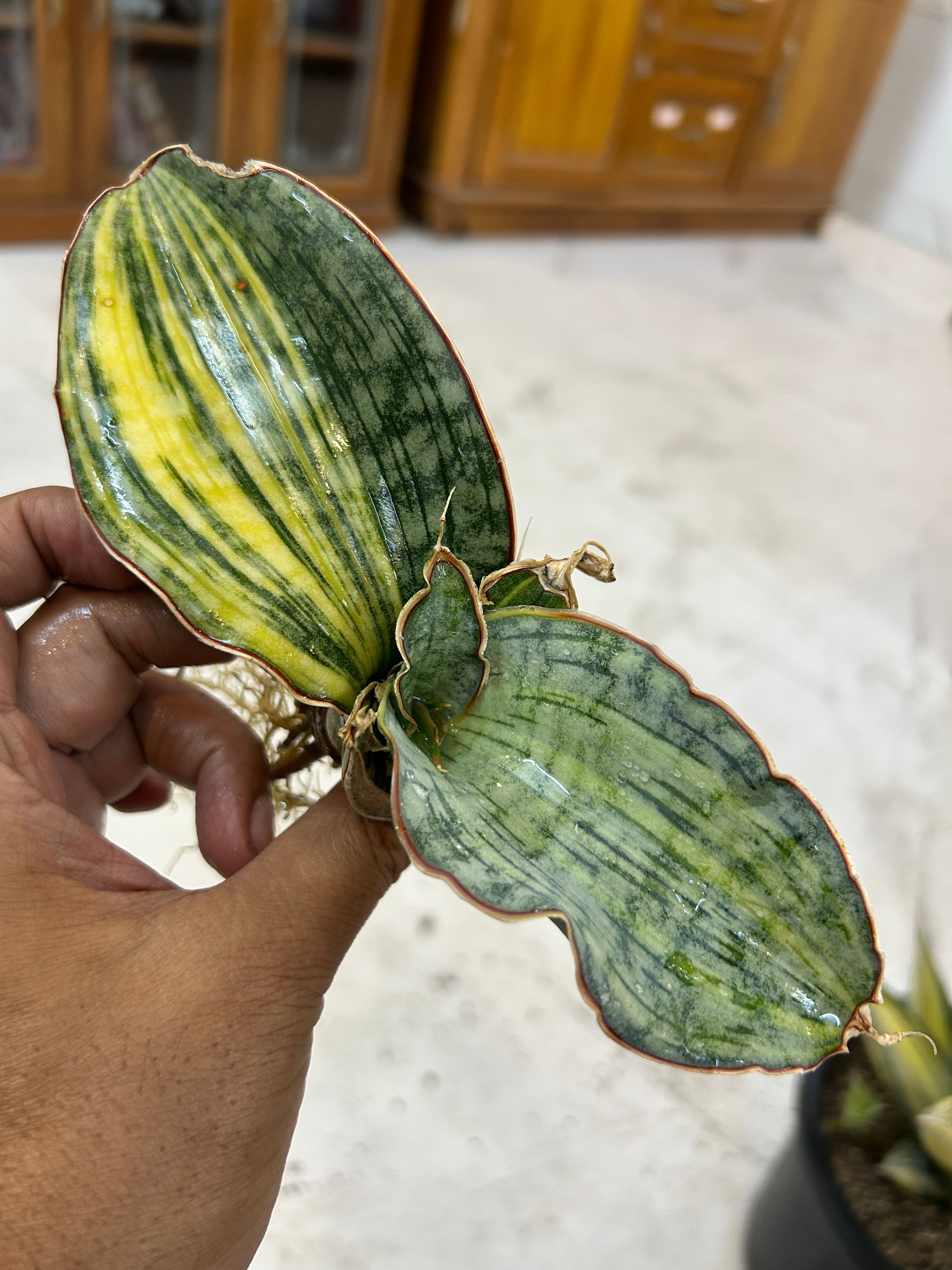 Sansevieria KIRKII SILVER BLUE VARIEGATED