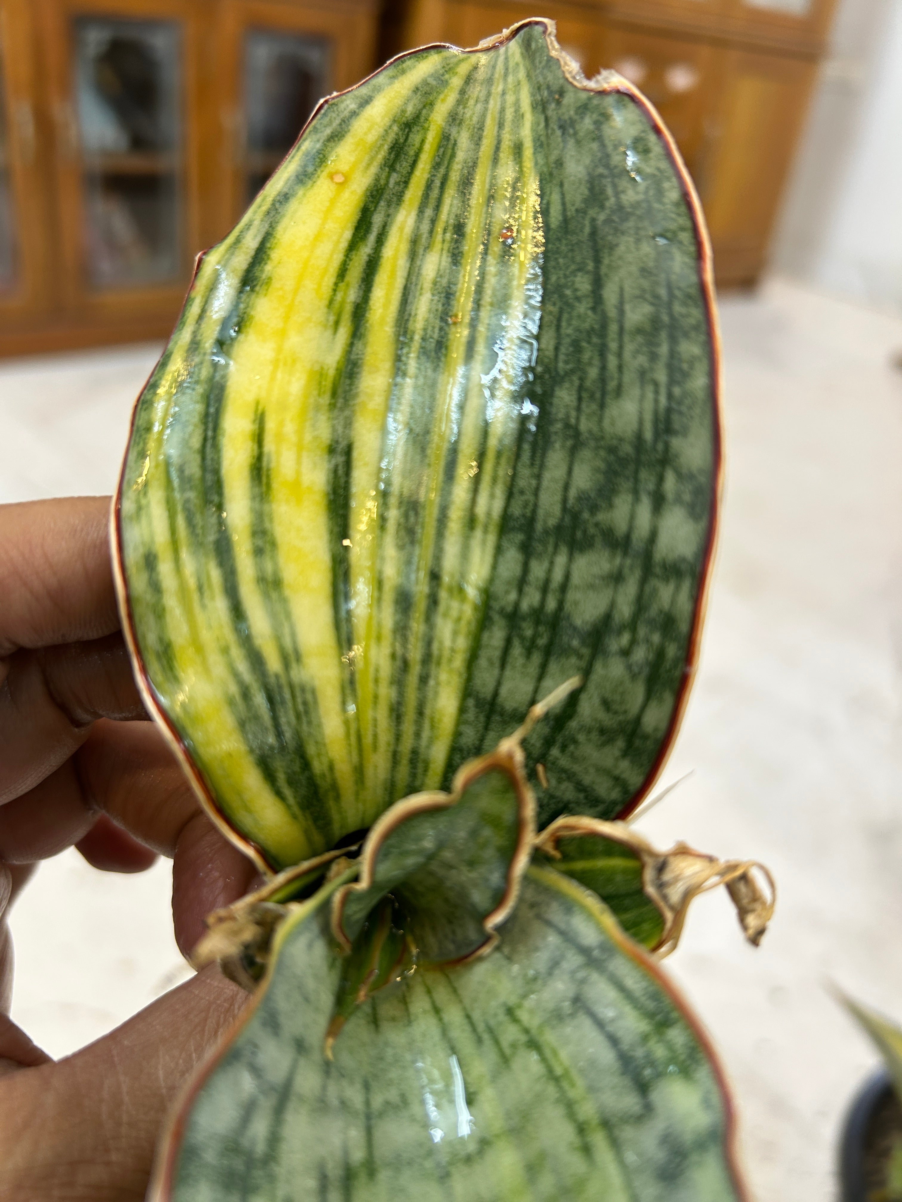 Sansevieria KIRKII SILVER BLUE VARIEGATED