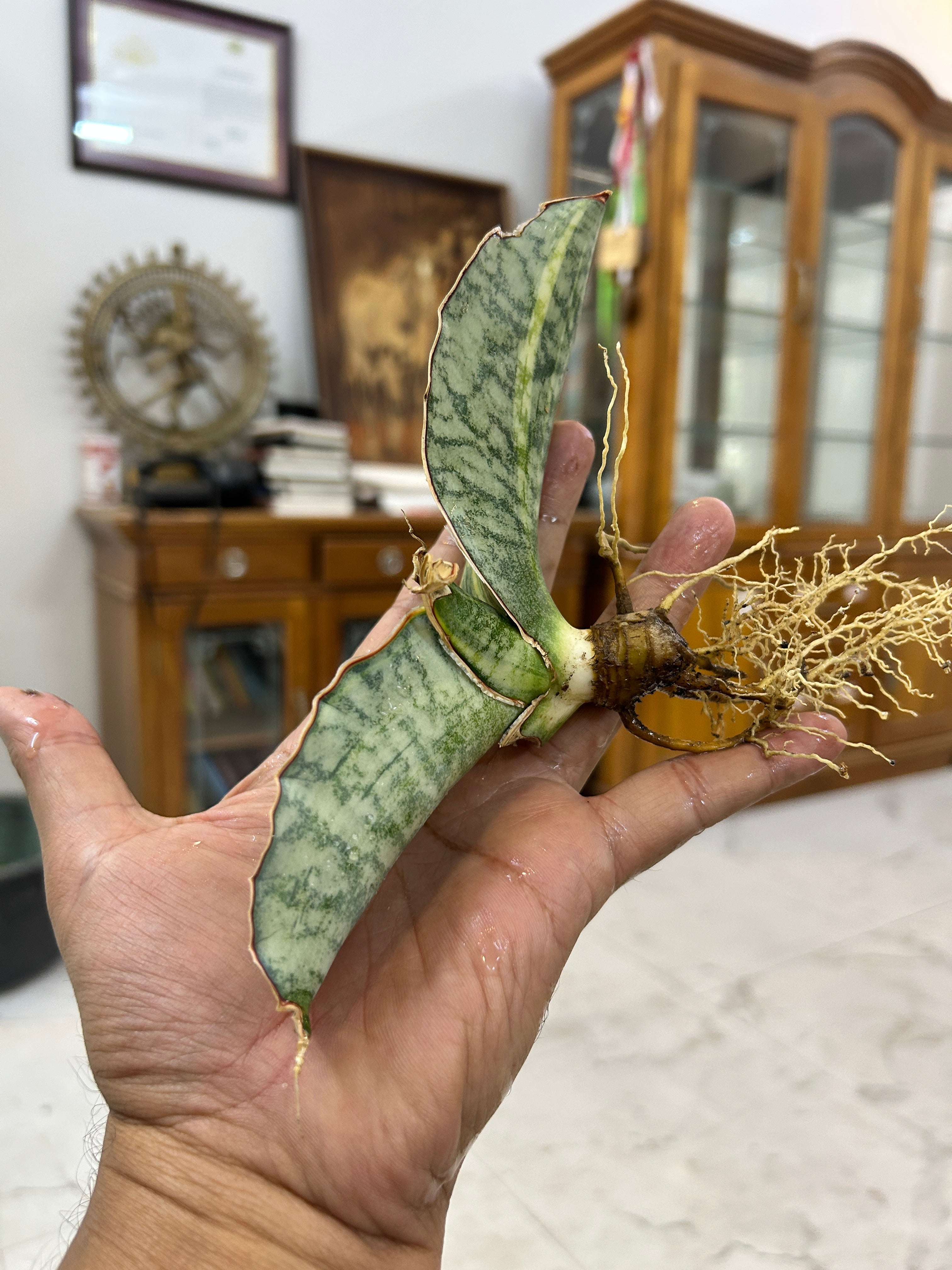 Sansevieria KIRKII SILVER BLUE VARIEGATED