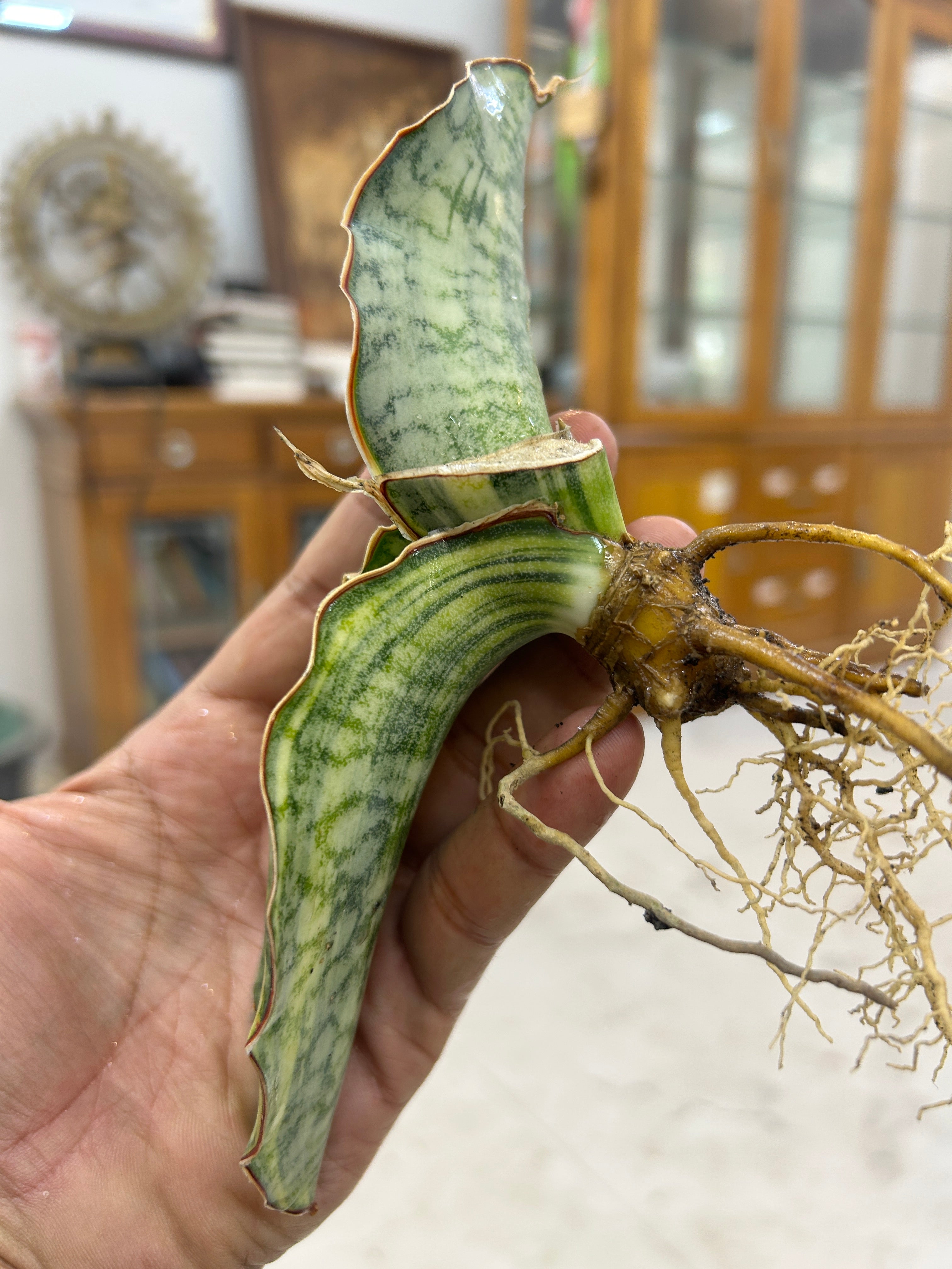 Sansevieria KIRKII SILVER BLUE VARIEGATED
