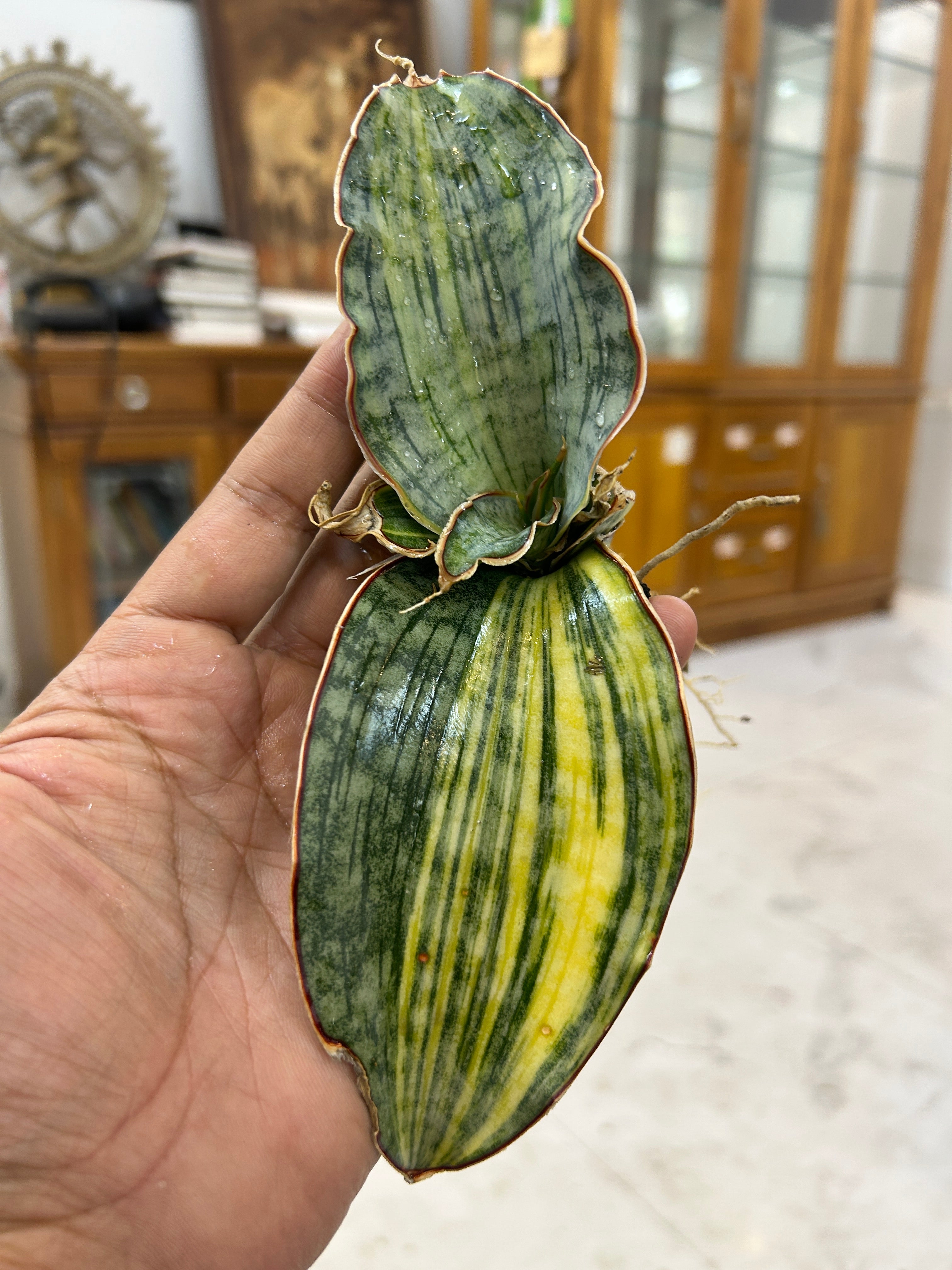 Sansevieria KIRKII SILVER BLUE VARIEGATED