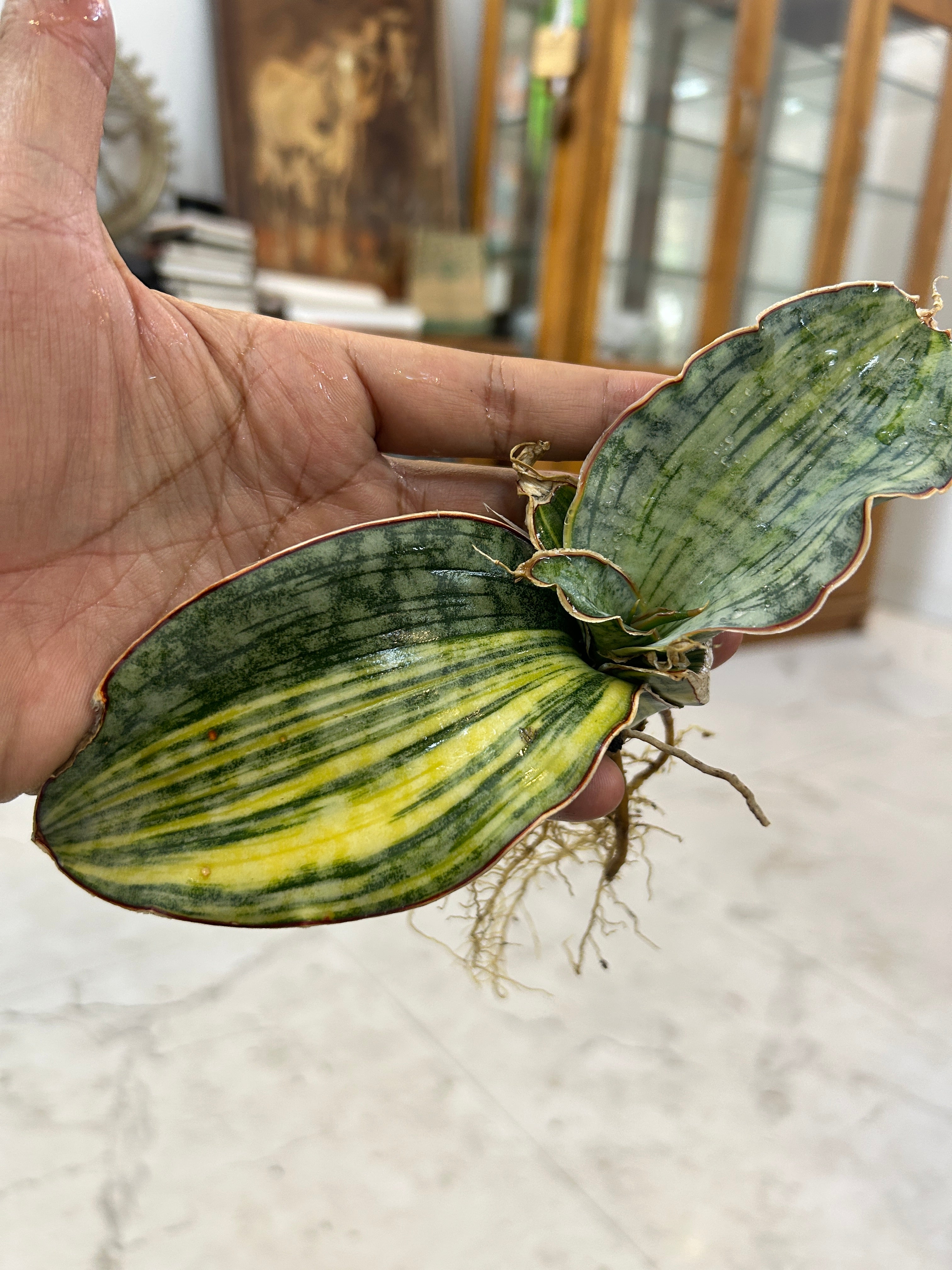 Sansevieria KIRKII SILVER BLUE VARIEGATED
