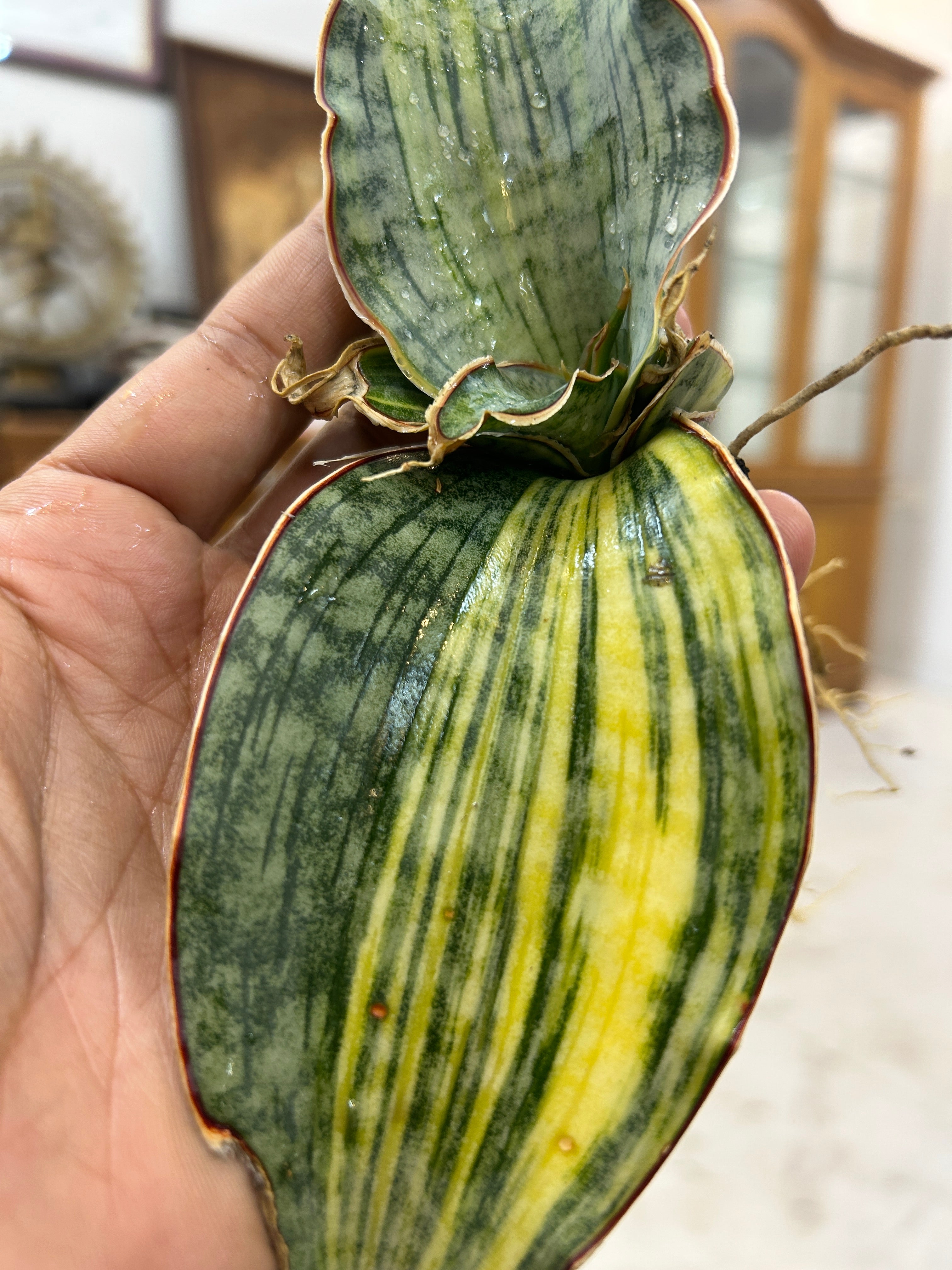 Sansevieria KIRKII SILVER BLUE VARIEGATED