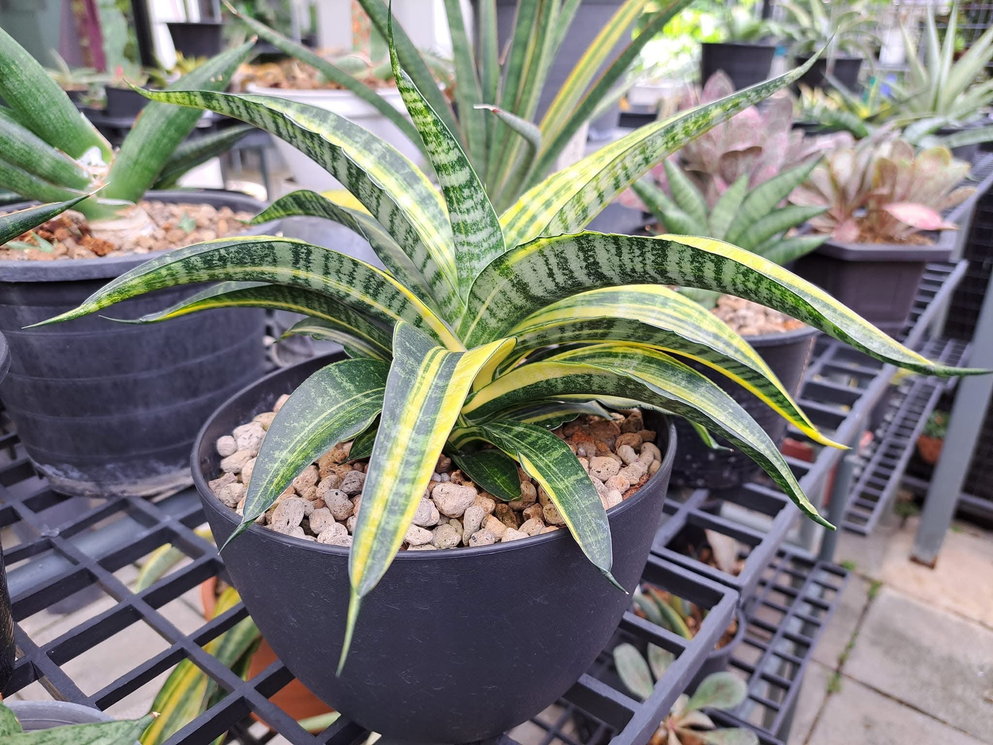 Sansevieria ARIELLA VARIEGATED