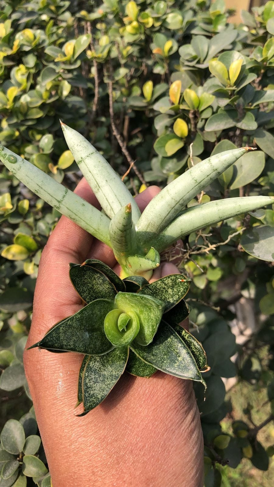 Sansevieria Combo of 2 Beautiful Plants Black ants and Silver Boncel