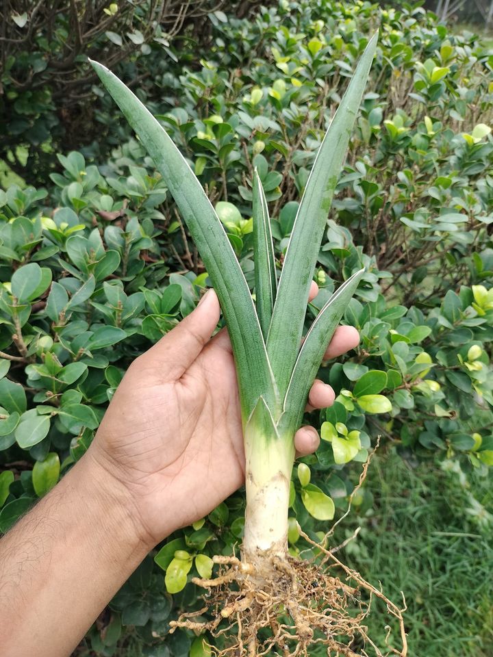 Sansevieria Combo of 4 Plants