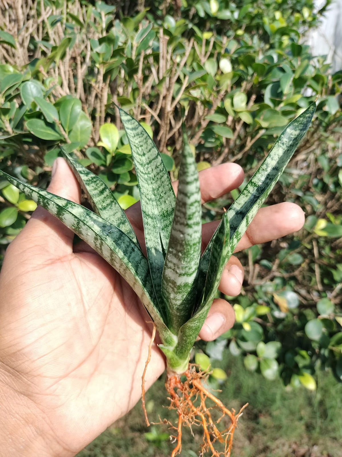 Sansevieria Combo of 7 Different