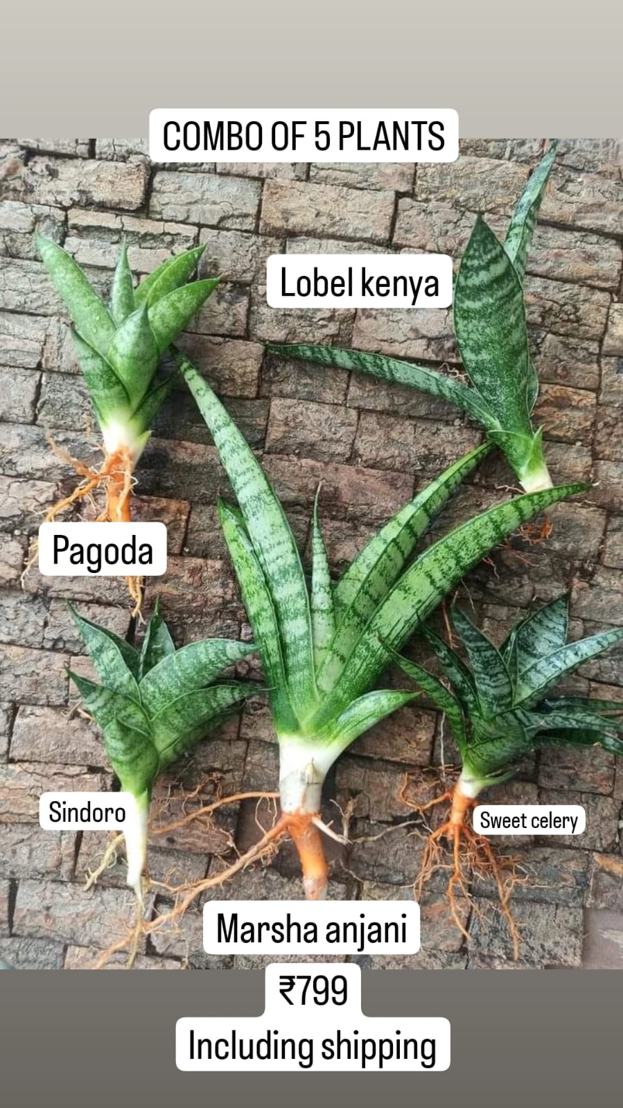 Combo of 5 Plants