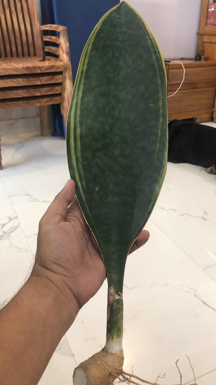 Combo of Four Plants-1.Whalefins or Msoniana- Green, 2-Yellow border , 3-White variegated , 4-Yellow variegated