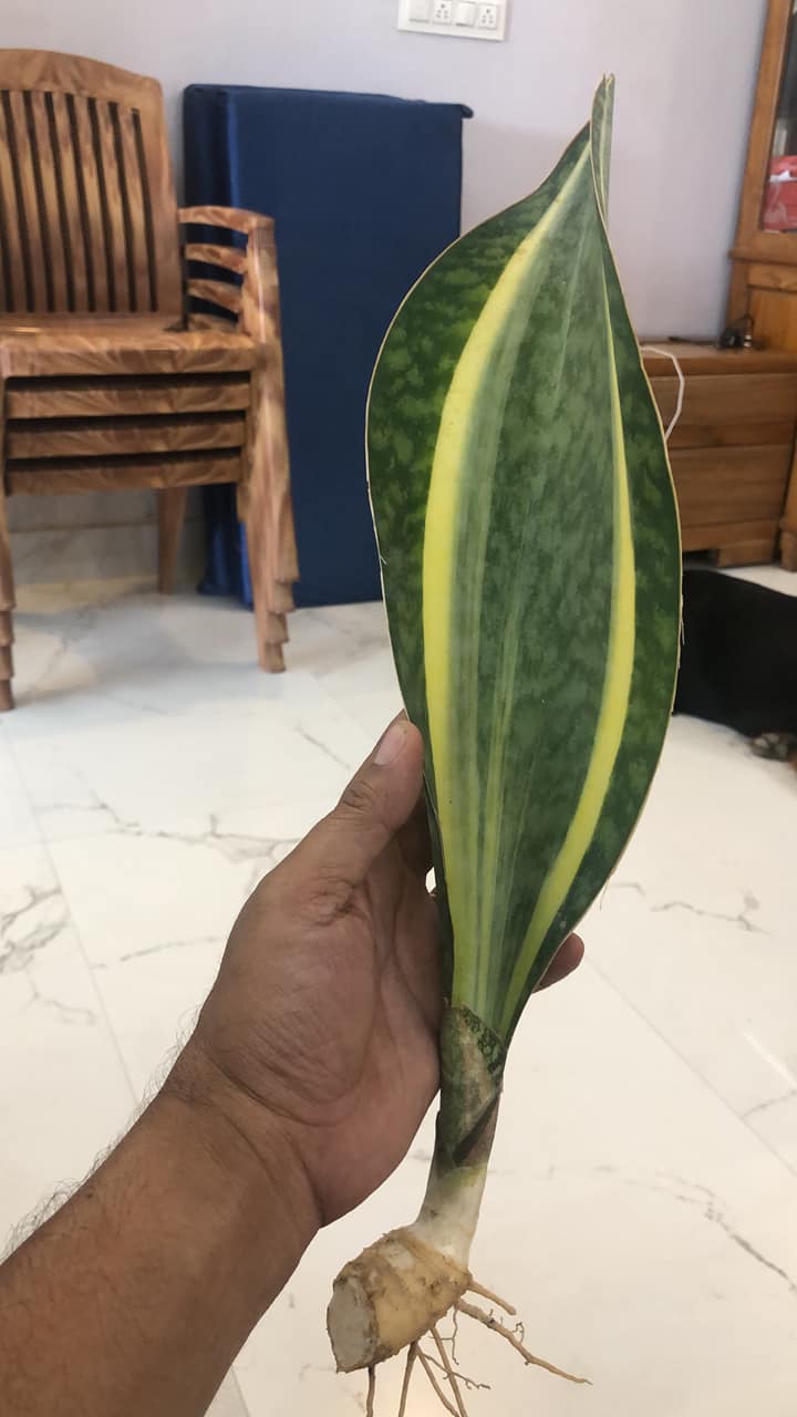 Combo of Four Plants-1.Whalefins or Msoniana- Green, 2-Yellow border , 3-White variegated , 4-Yellow variegated