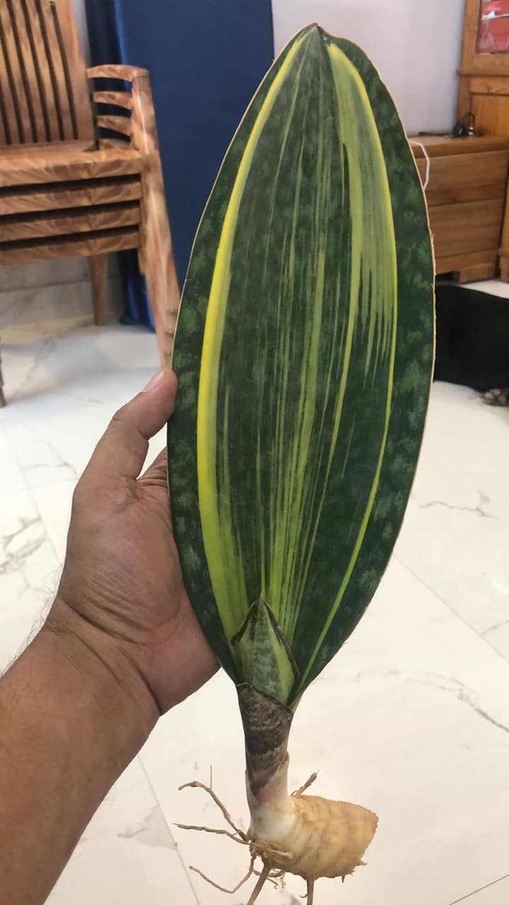 Combo of Four Plants-1.Whalefins or Msoniana- Green, 2-Yellow border , 3-White variegated , 4-Yellow variegated
