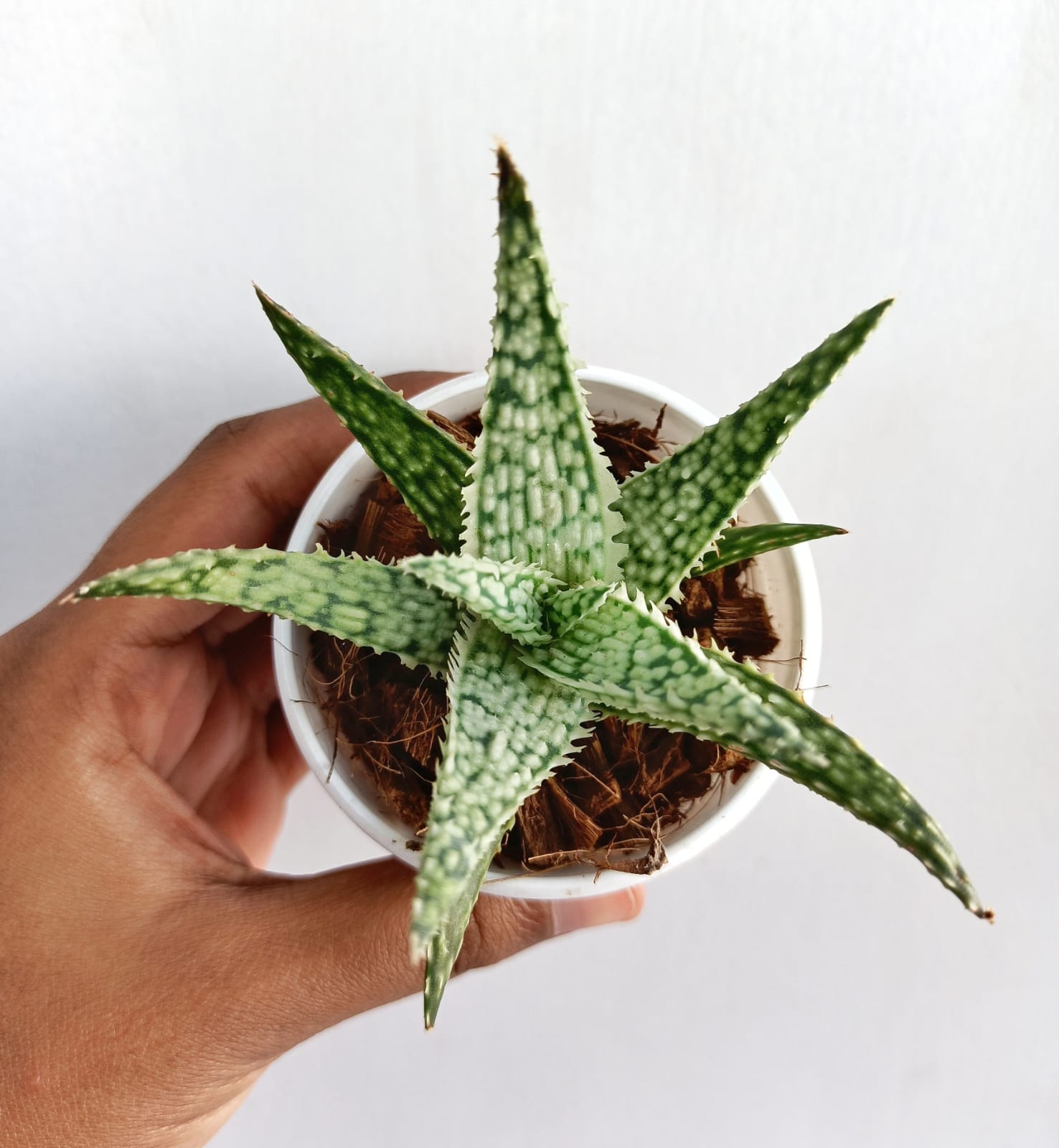 Aloe Blizzard