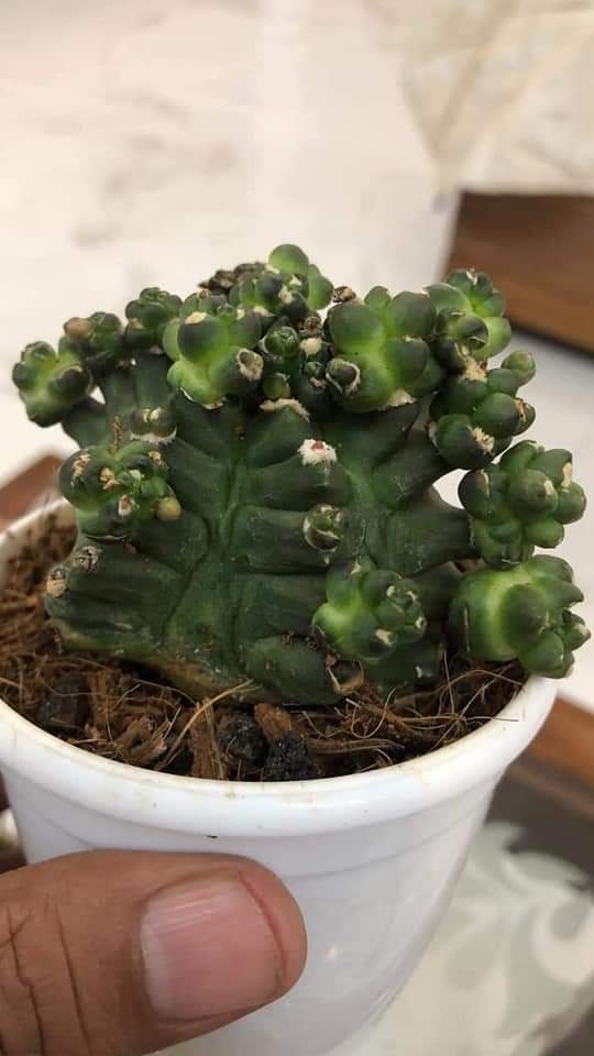 Cactus Gymnocalycium CV Kikko Monstrousa