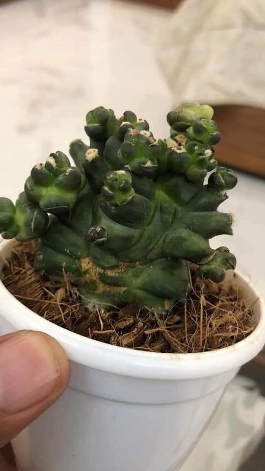 Cactus Gymnocalycium CV Kikko Monstrousa