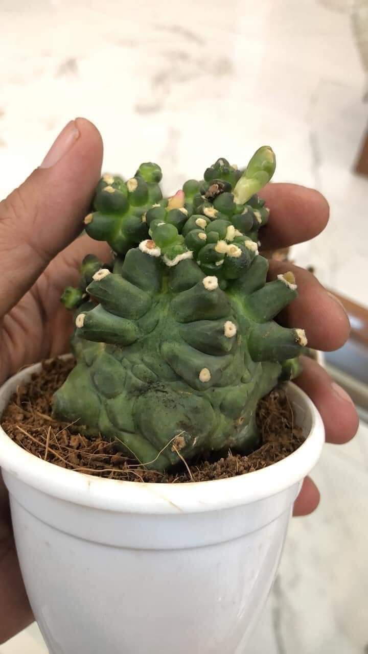 Cactus Gymnocalycium CV Kikko Monstrousa
