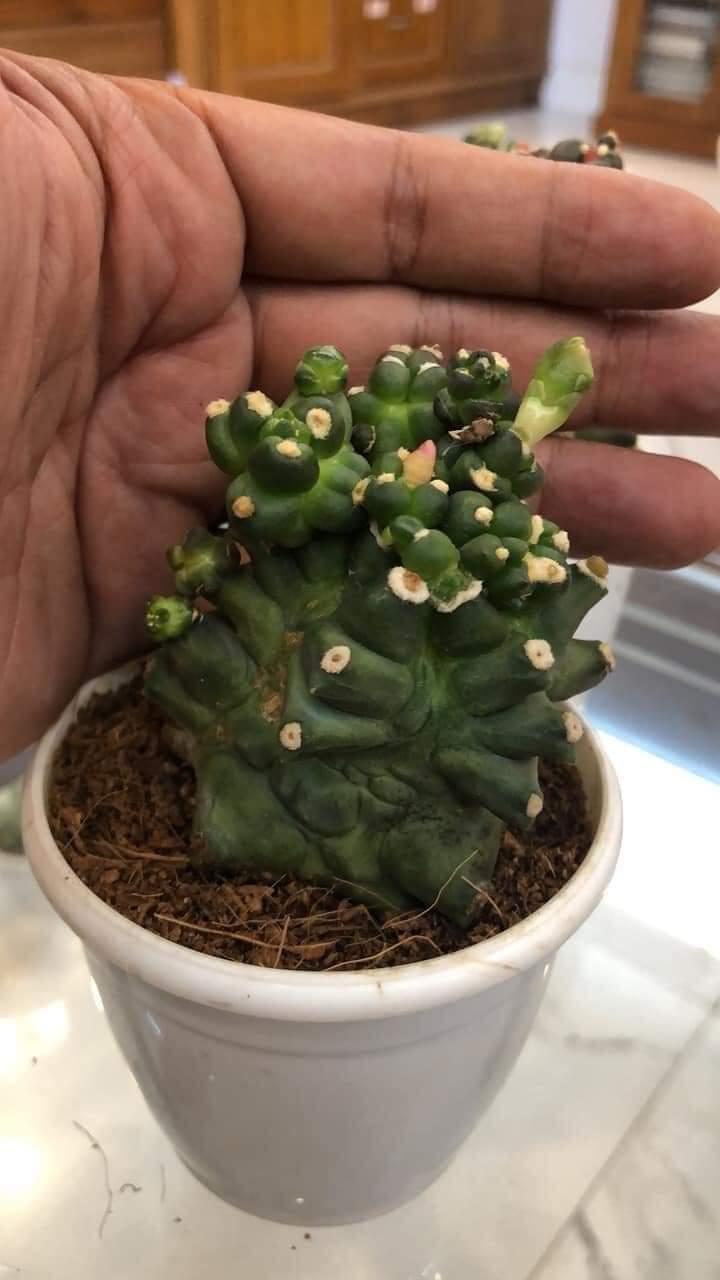 Cactus Gymnocalycium CV Kikko Monstrousa