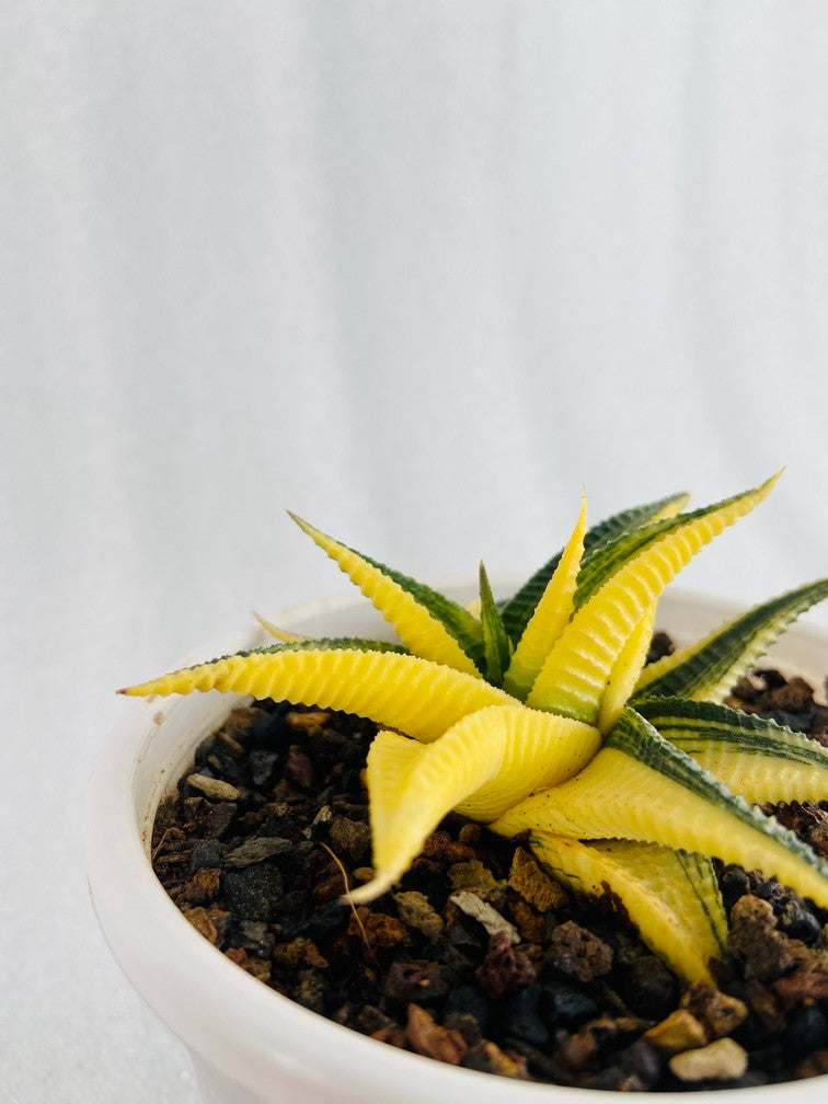 Haworthia Limifolia Variegata