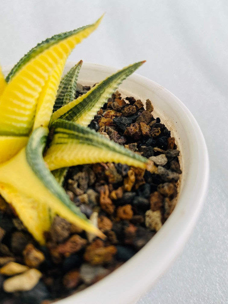 Haworthia Limifolia Variegata