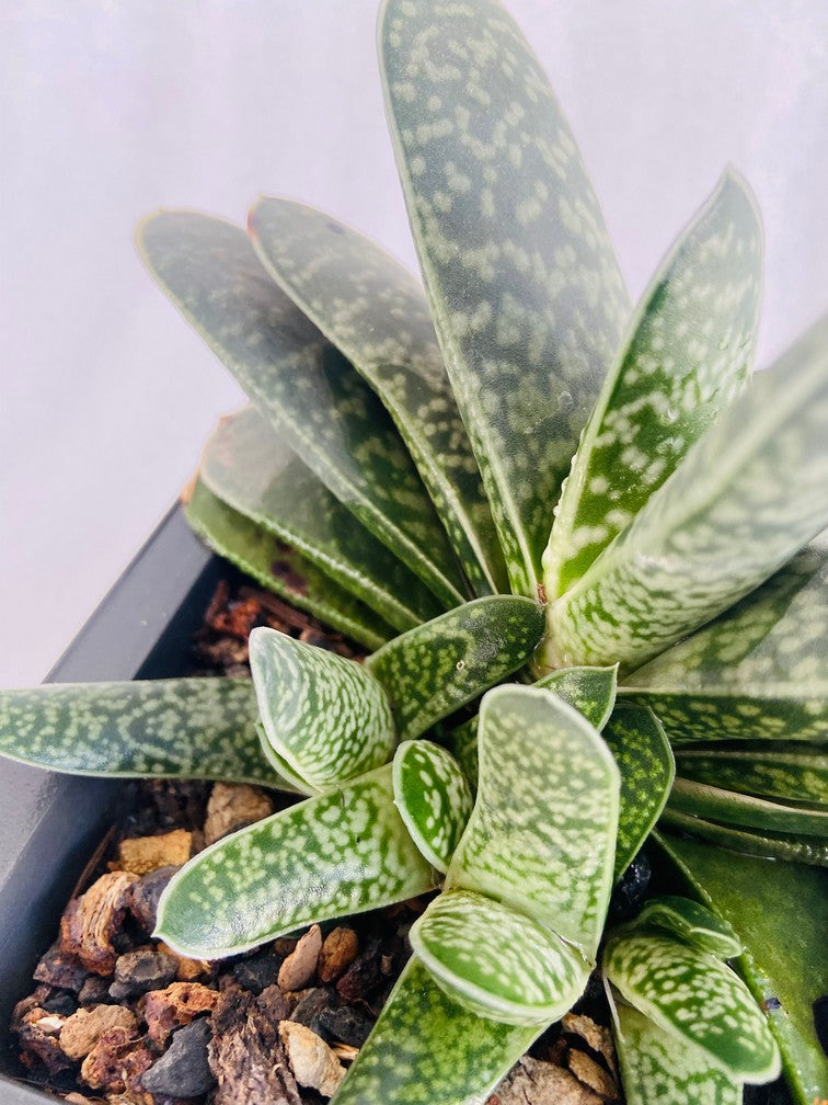 Gasteria Potful (With Pups)