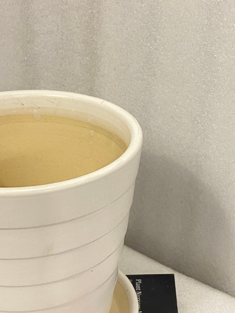 Fermosa Plants V-Shaped Lines Pot with Tray