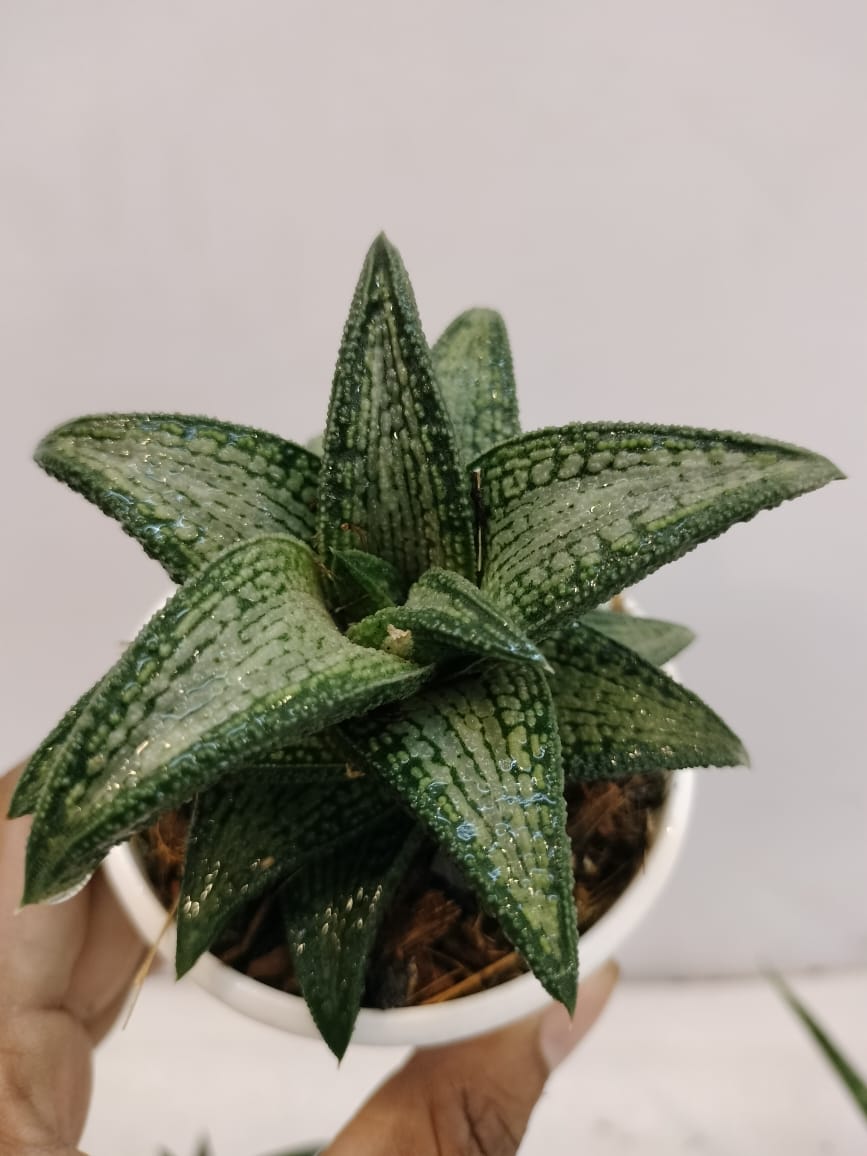 Haworthia Koelmaniorum 