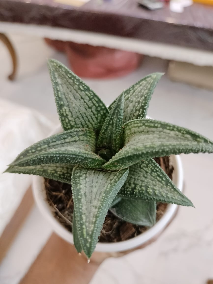 Haworthia Koelmaniorum 