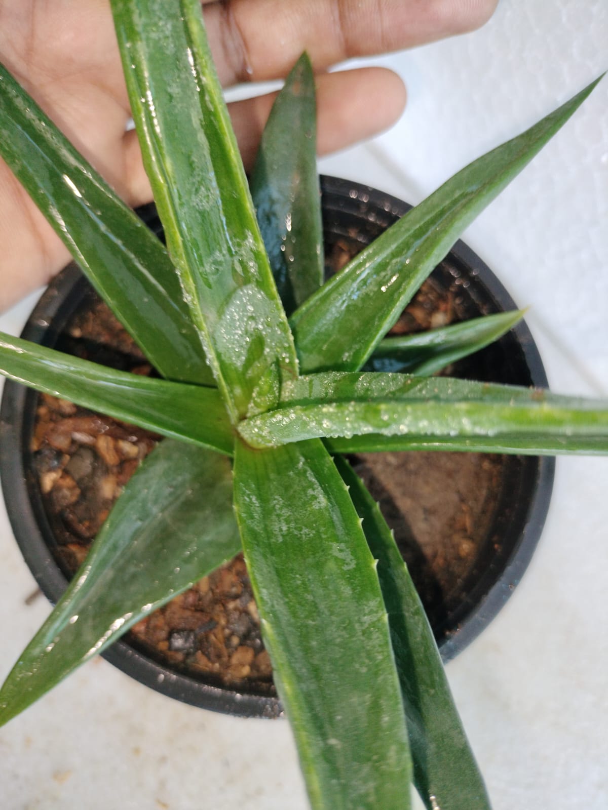 Aloe Black Gem