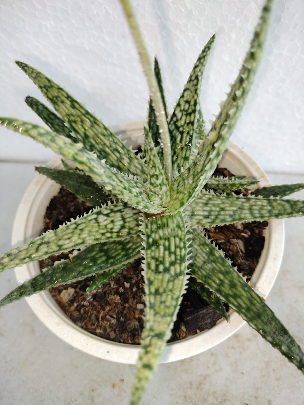 Aloe Blizzard