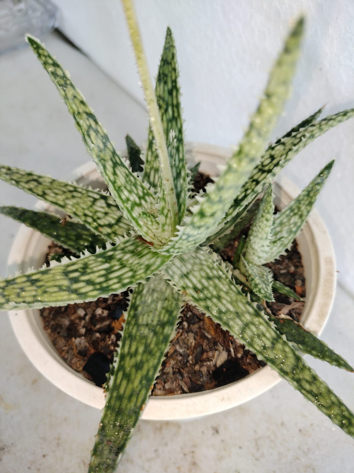 Aloe Blizzard