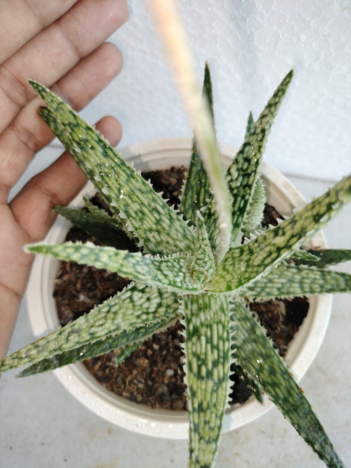 Aloe Blizzard