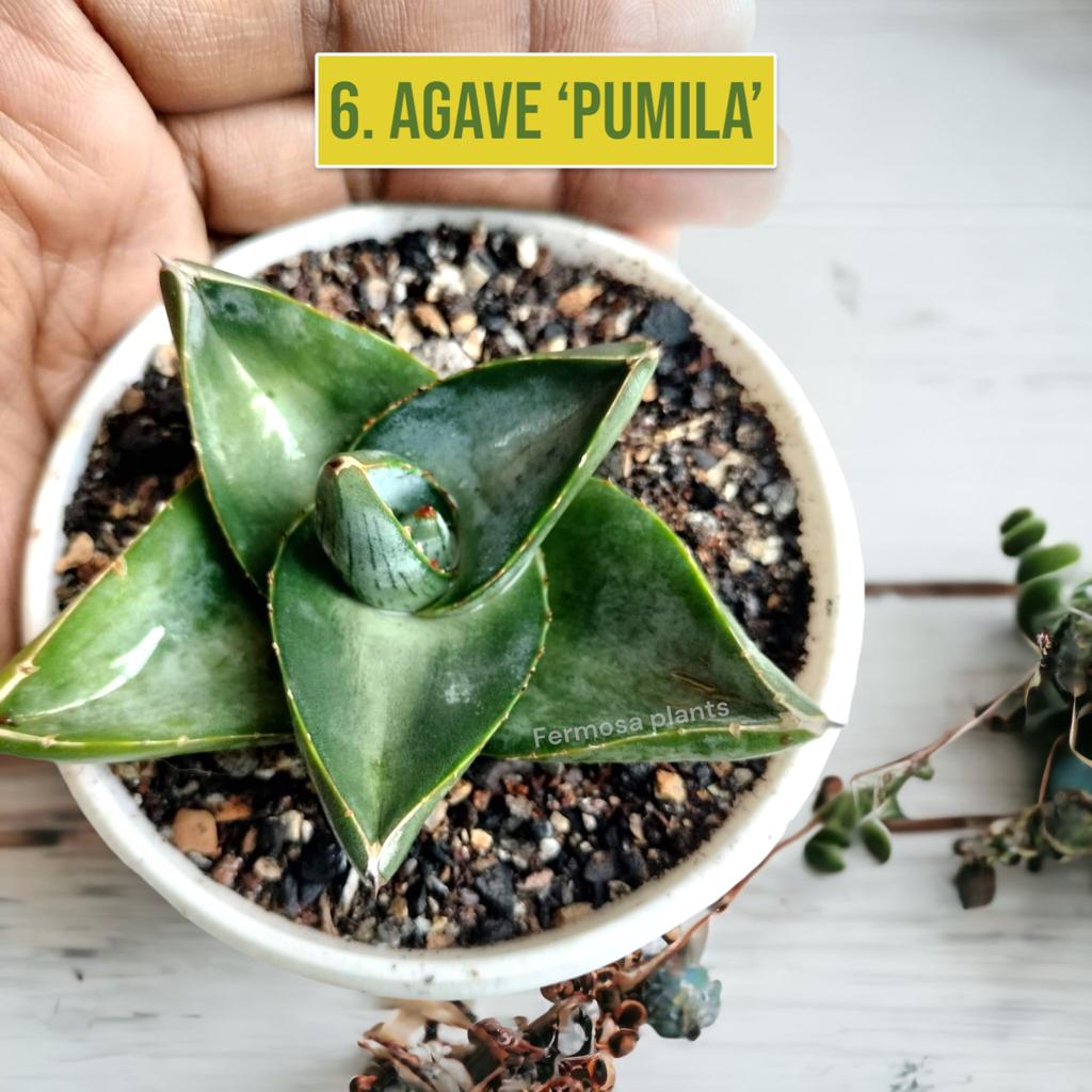Agave Combo of 7