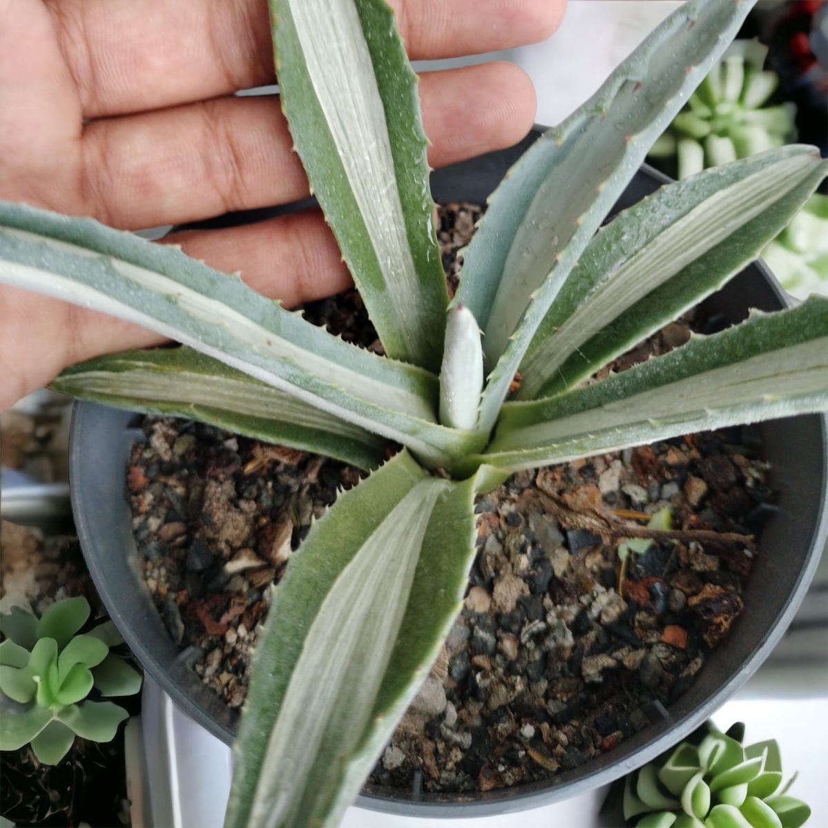 Agave Americana 'Mediopicta Alba'