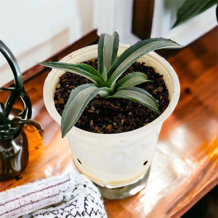 Agave Americana 'Mediopicta Alba'