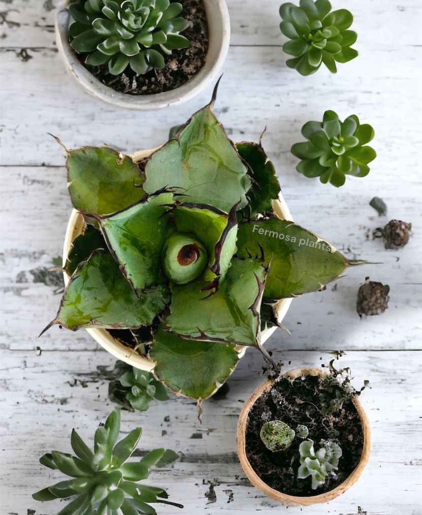 Agave Titonota 'Blue Ball'