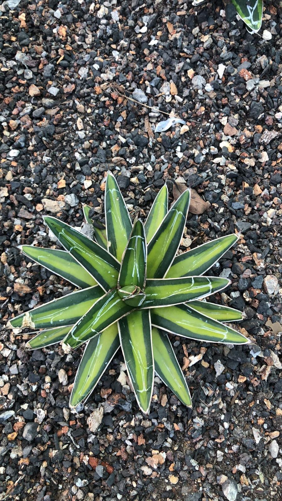 Agave AVR 'Mediopicta'