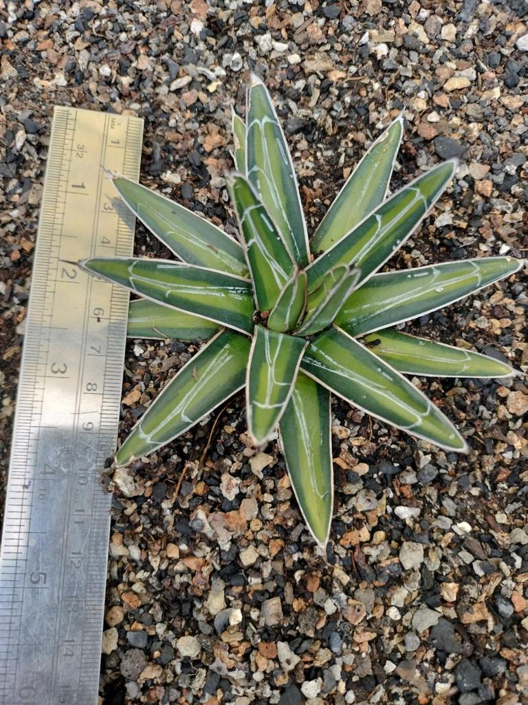 Agave AVR 'Mediopicta'