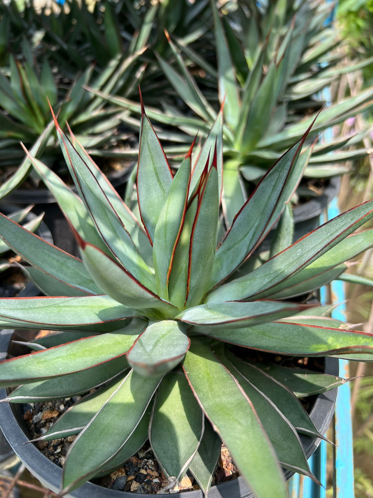 Agave 