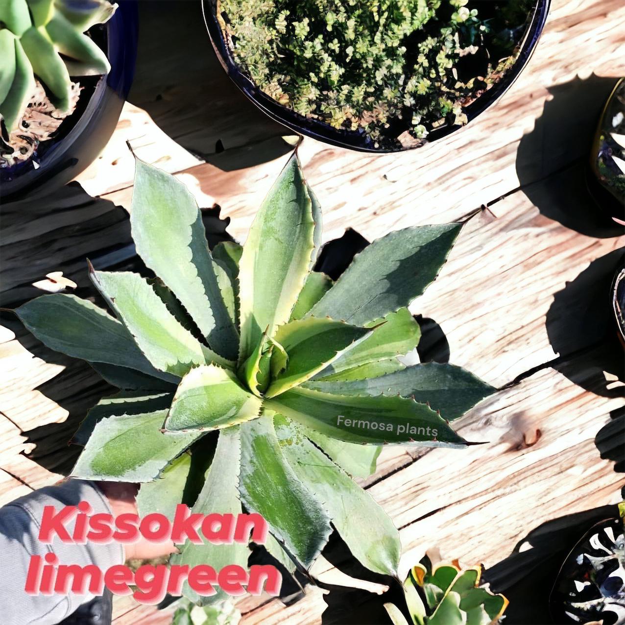Agave 'Kissho Kan Nishiki' Mediopicta Lime Green – Fermosa plants
