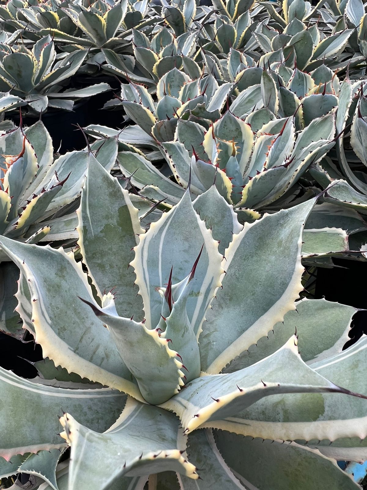 Agave Potatorum 