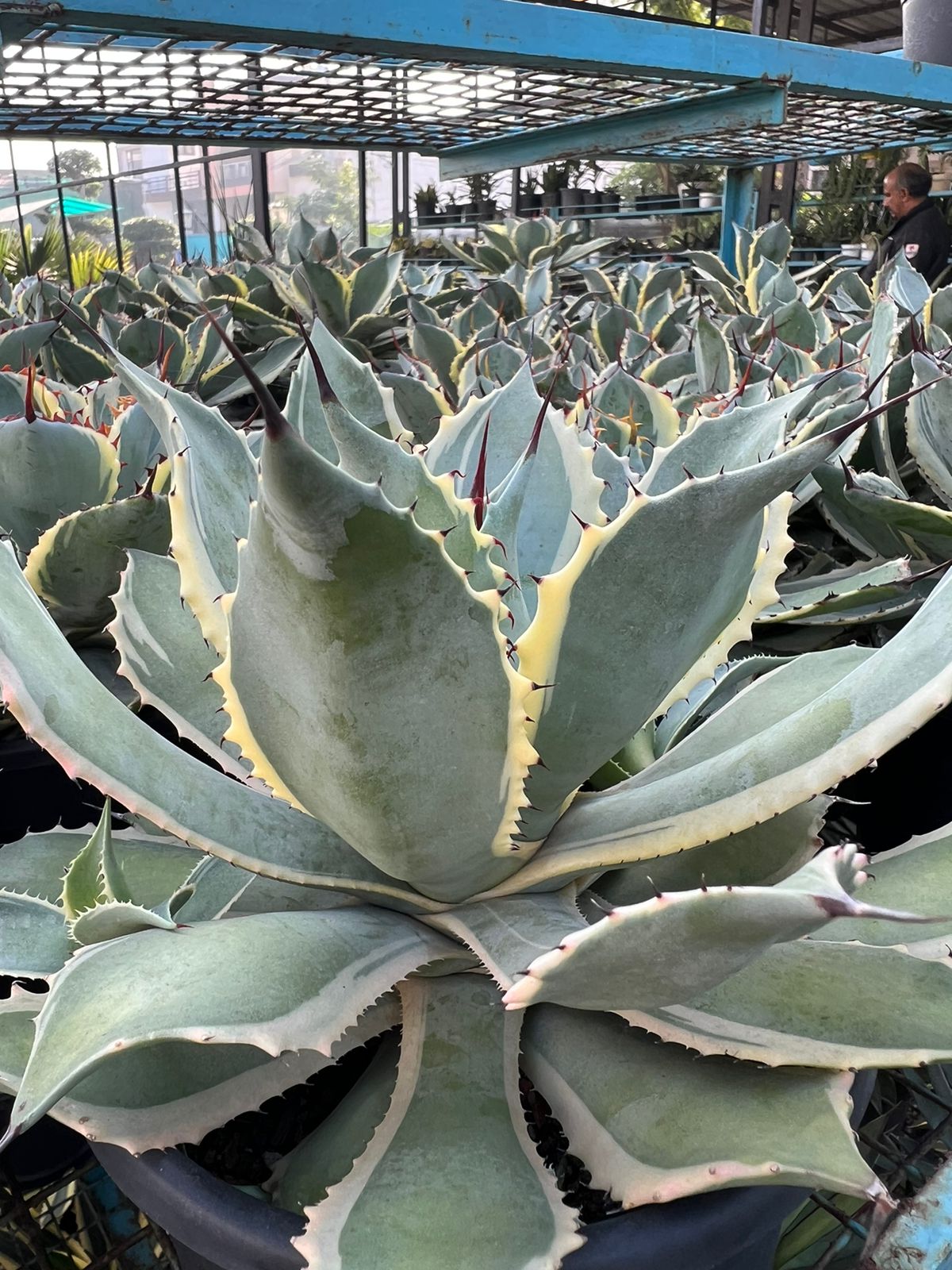 Agave Potatorum 