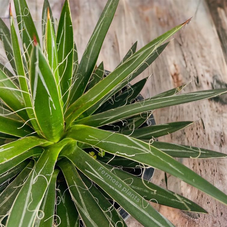 Agave Filifera