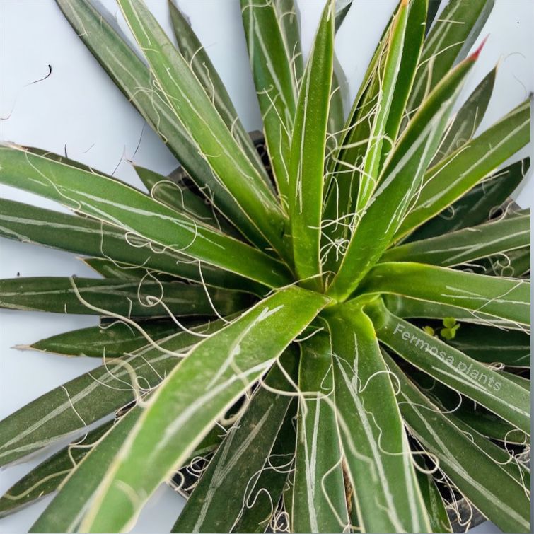 Agave Filifera