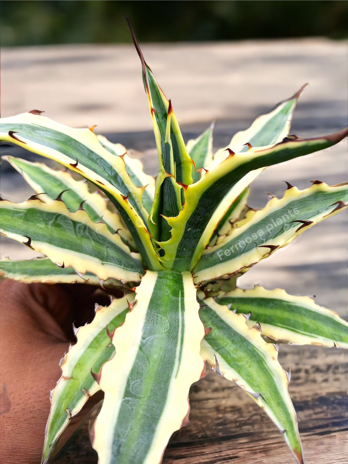 Agave Xylonacantha ‘Frostbite’