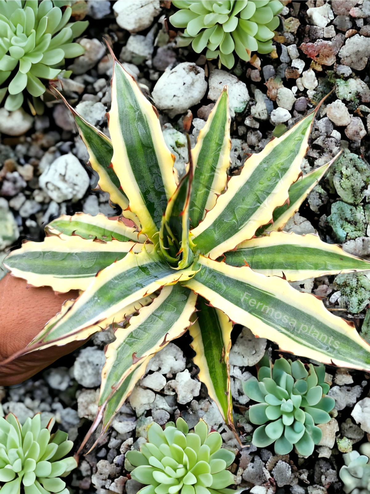 Agave Xylonacantha ‘Frostbite’