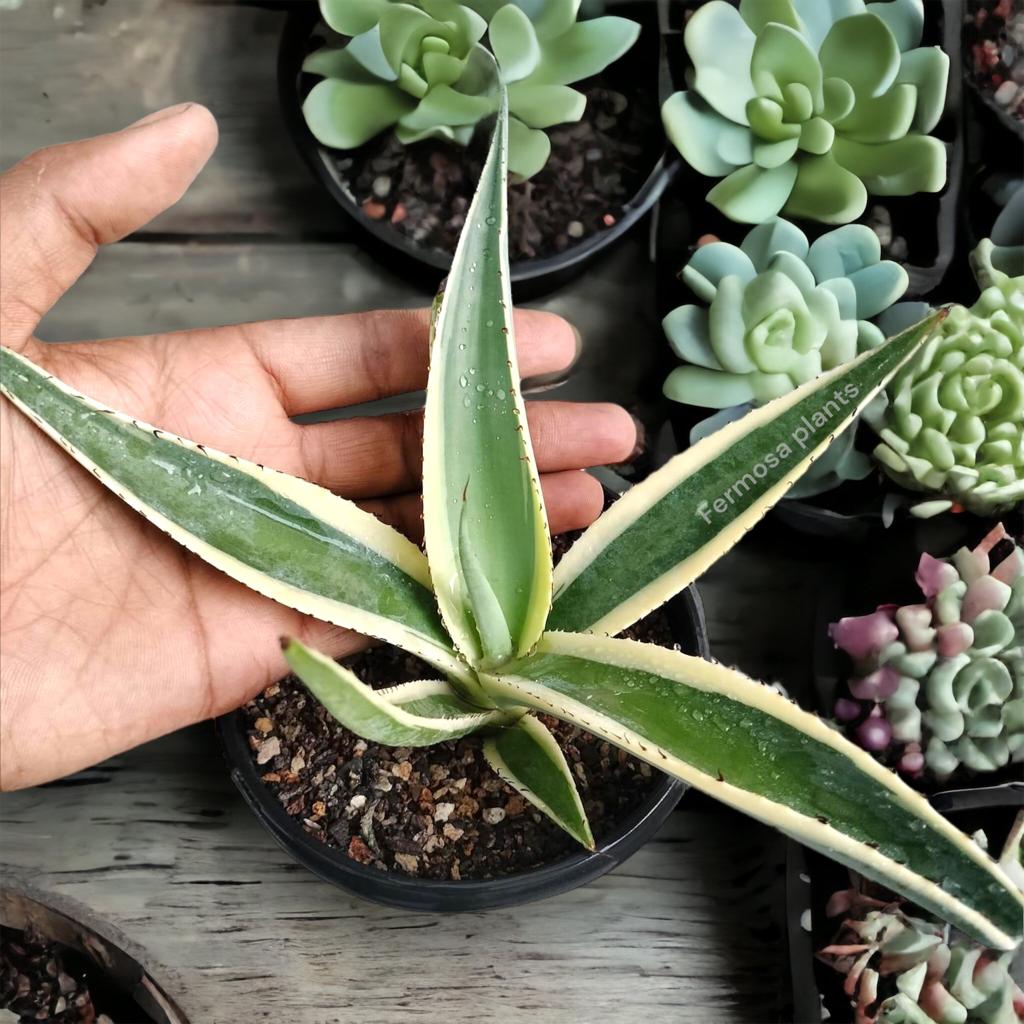 Agave guiengola 'Creme Brulee' (Creme Brulee Century Plant)