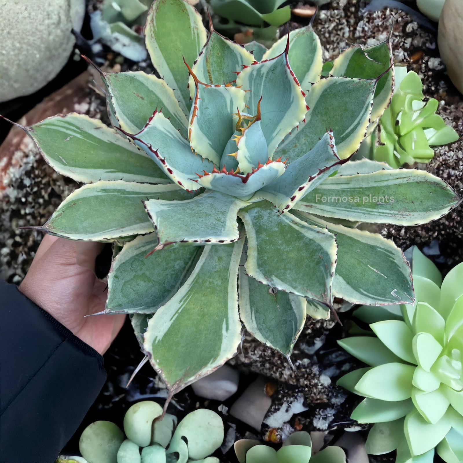 Agave 'Kissho Kan Marginata' (Lucky Crown Century Plant)