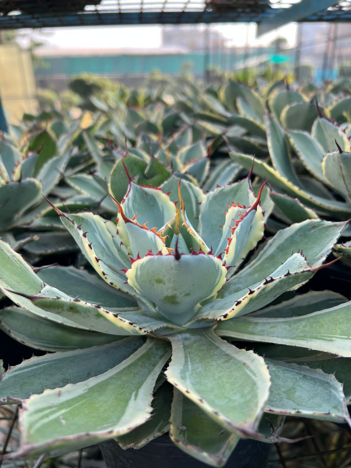 Agave 'Kissho Kan Marginata' (Lucky Crown Century Plant)