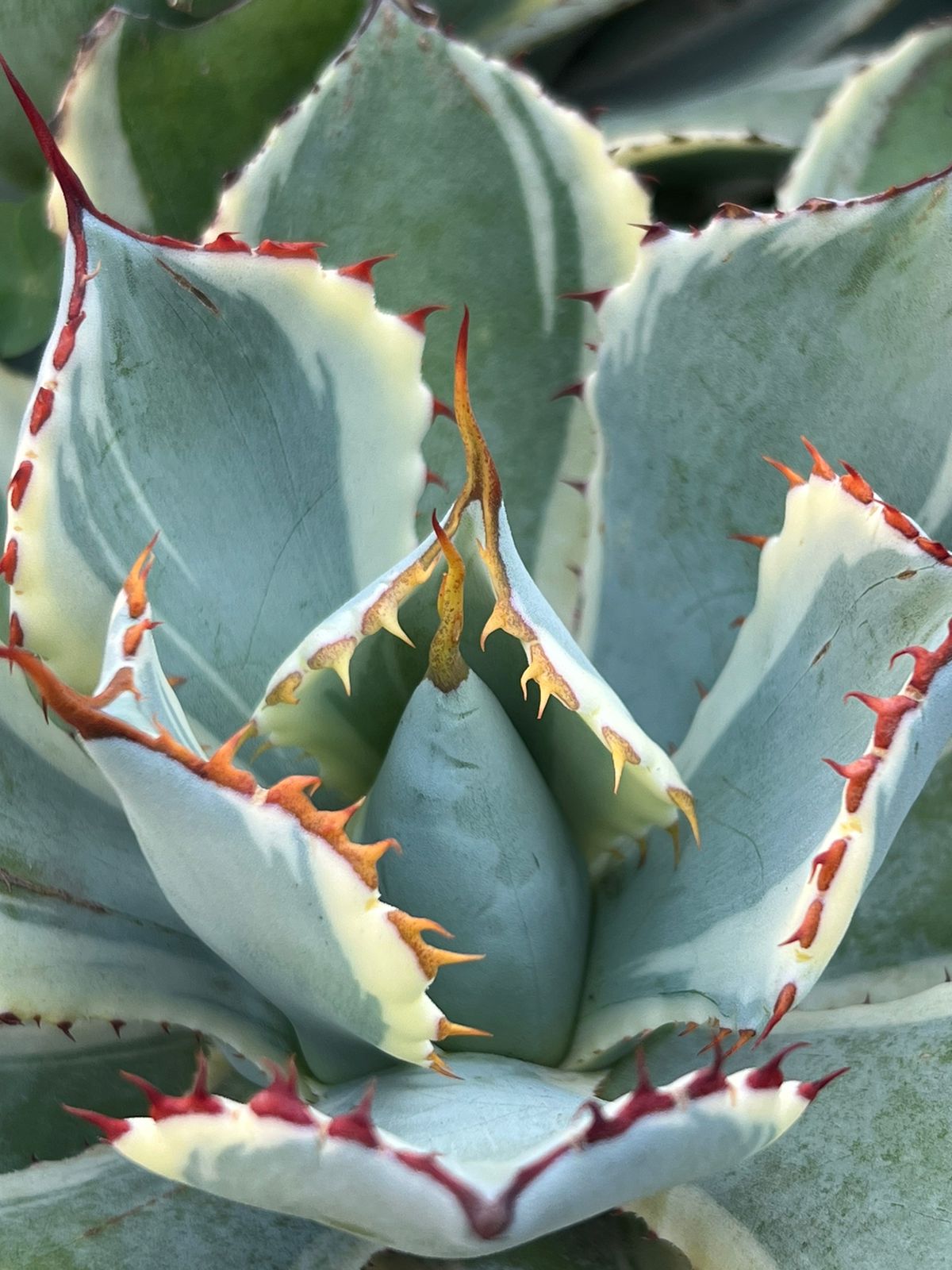 Agave 'Kissho Kan Marginata' (Lucky Crown Century Plant)