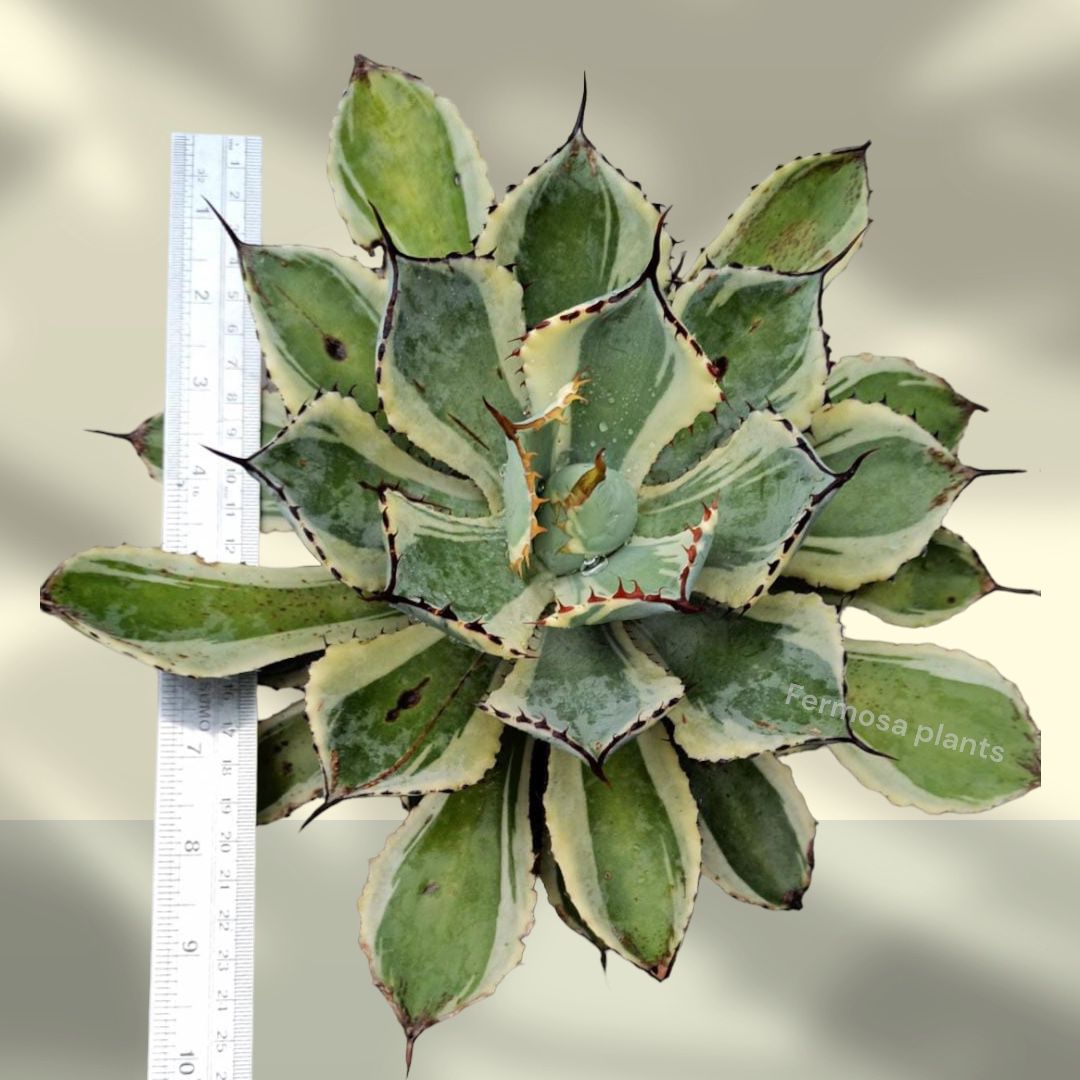 Agave 'Kissho Kan Marginata' (Lucky Crown Century Plant)